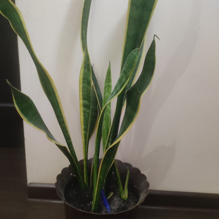 Вазони, сансівієрія муншайн