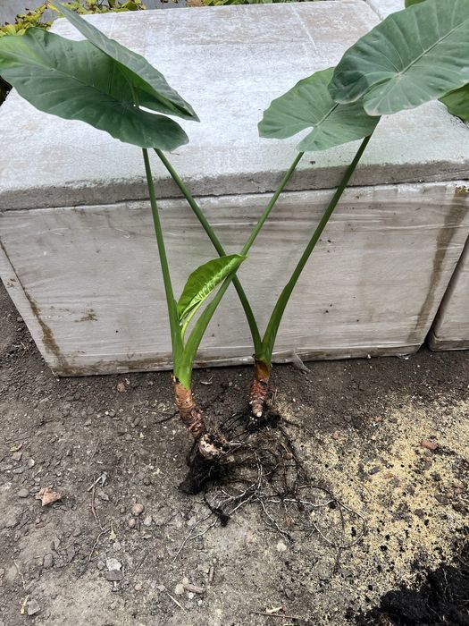 Алоказія (Alocasia odora), слонове вухо