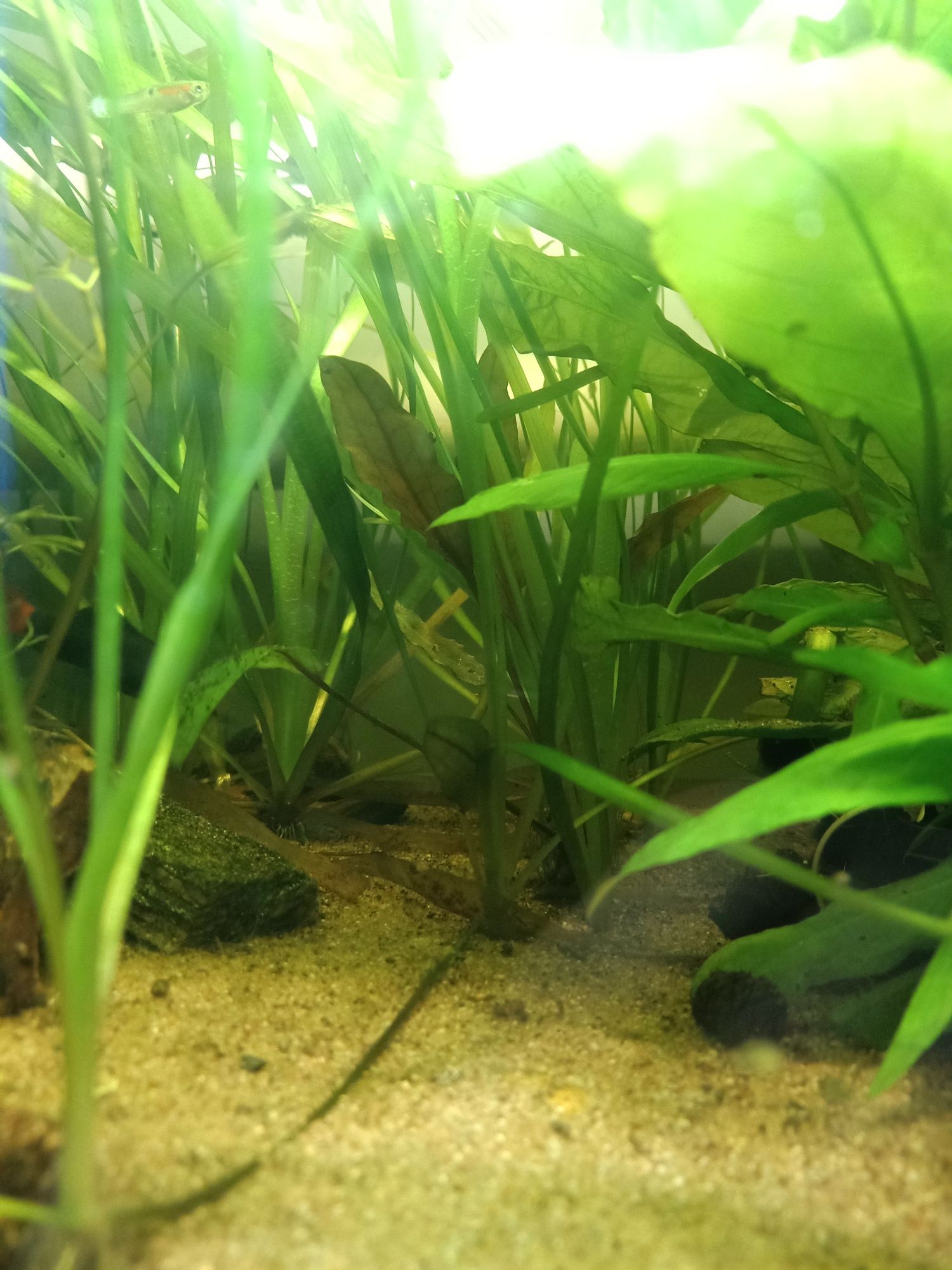 Vallisneria spiralis małe, duże sadzonki