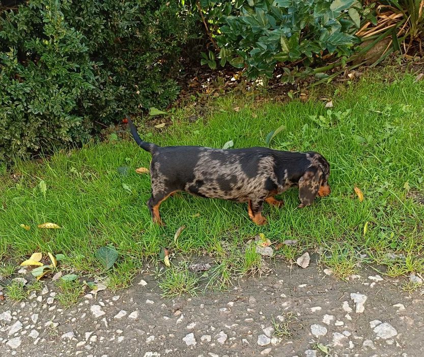 Jamnik merle do odbioru ! Filmik Piesek