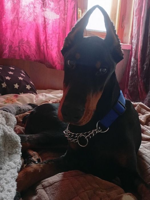 Доберма, підліток