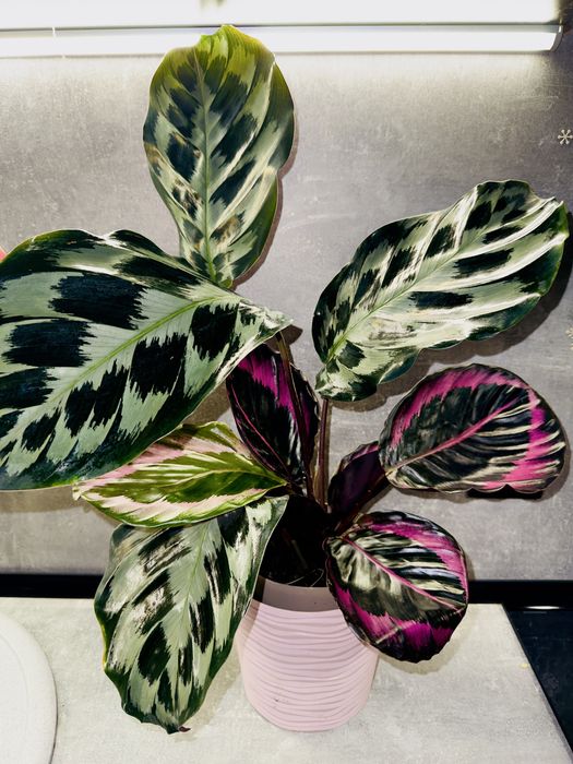 Калатея Kennedi Surpstar