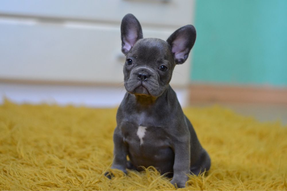 Голубые щенки французский бульдог девочки французики