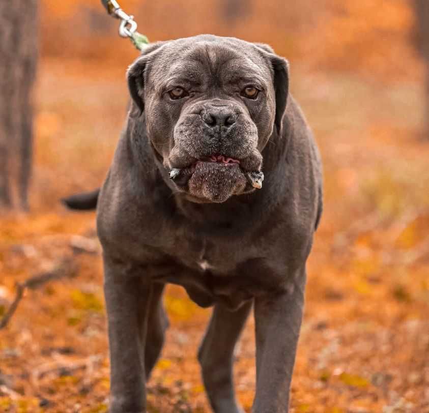 Aspen Cane Corso do adopcji.