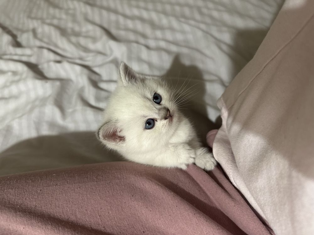 Британские котята