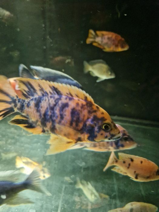 Pyszczaki Aulonacara Calico