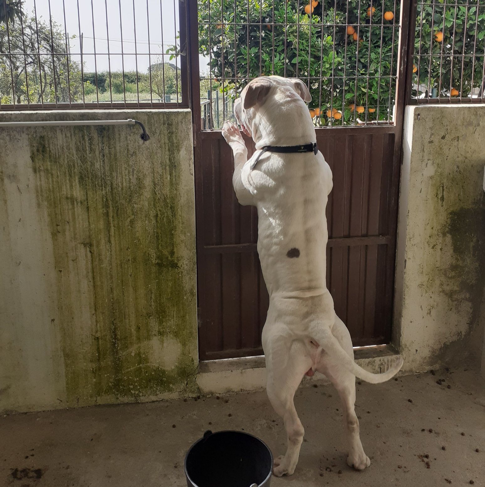 Canil para cães arrenda se /aluguer mensal