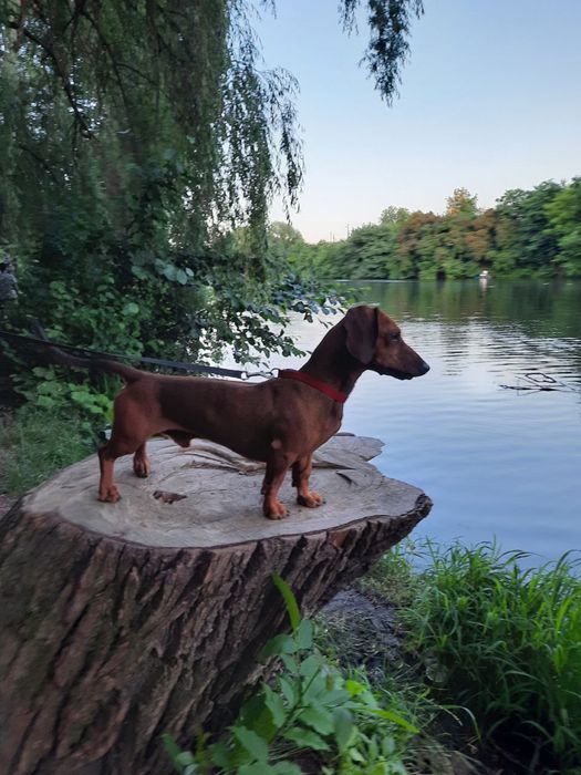 Руденький песик ,чекає милу таксочку