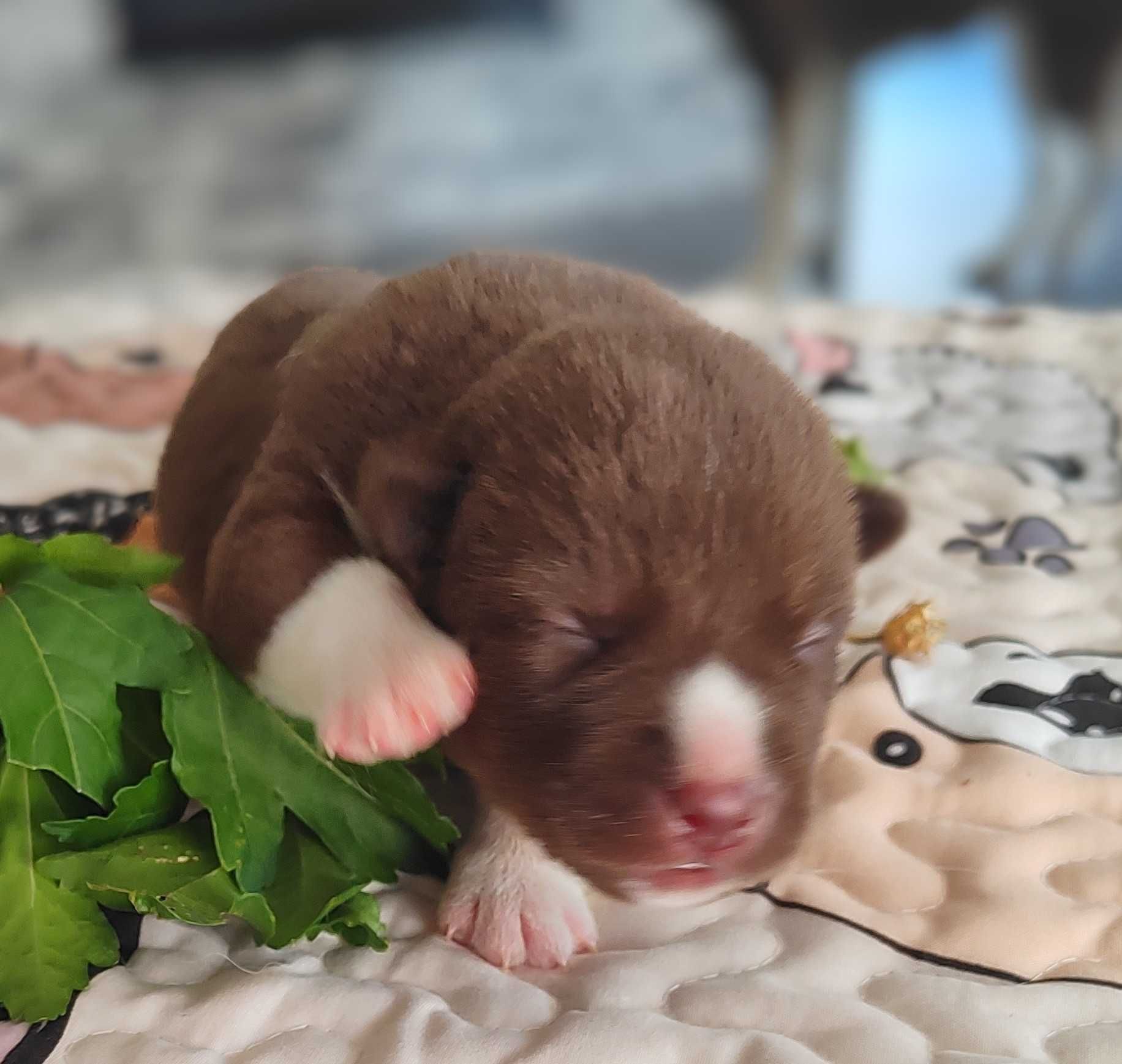Szczenię siberian husky ZKwP/FCI unikatowe umaszczenie chocolate