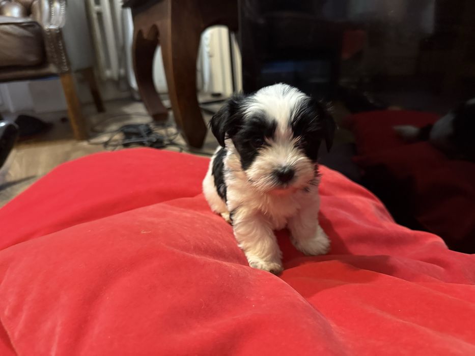 Sprzedam Yorkshire Terrier Biwer Oryginalna Miniaturka