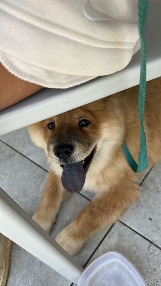 Chow chow macho