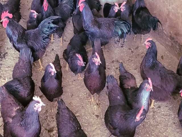 Яйце на інкубацію. Курчат. Род-Айленд - червоний. Оплід 90%.