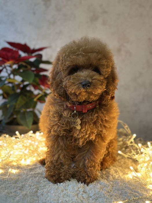 Щенки мальтипу девочка