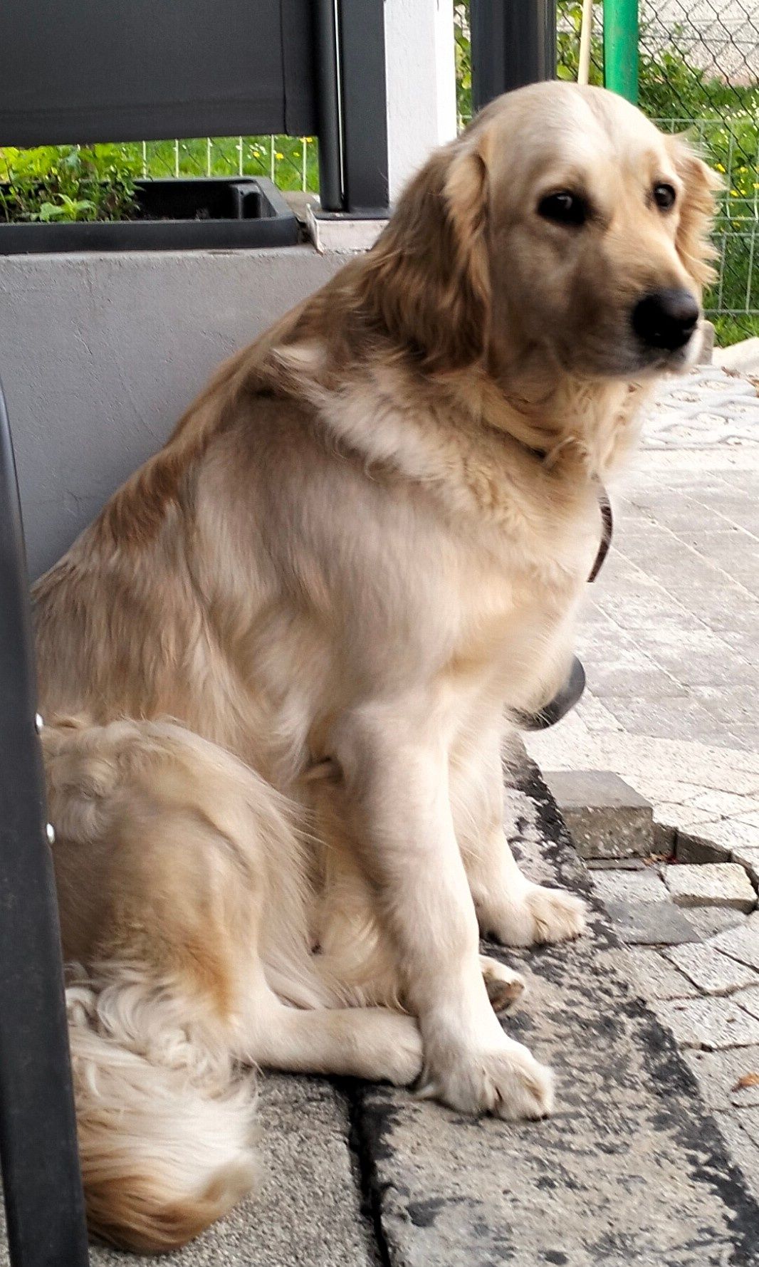 Szczeniak goldenretriver