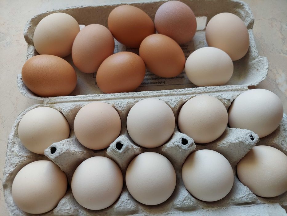 Jajka, Jaja wiejskie ekologiczne