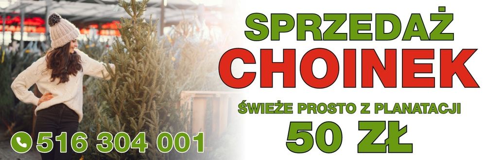 Sprzedaż choinek prosto z plantacji