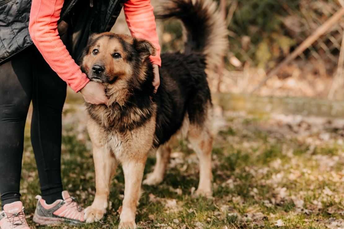 Piękny Ares w typie owczarka poleca się do adopcji!!!