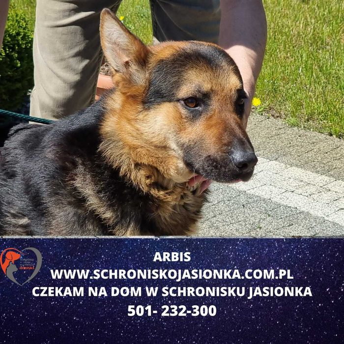 owczarek niemiecki -Arabis schronisko Jasionka -aktualne