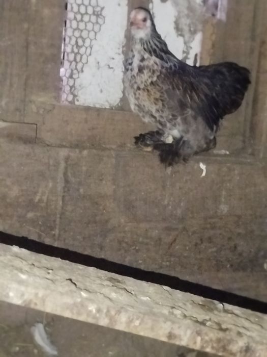 Galo super lindo
Macho muito bonito.
Super meigo e calmo.
Canta muito