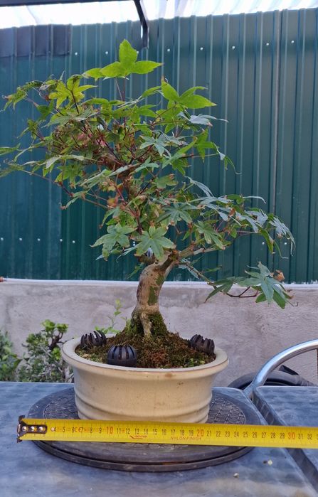Bonsai Acer palmatum deshojo