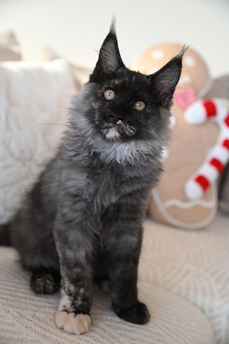 Kotka Gabi Maine Coon