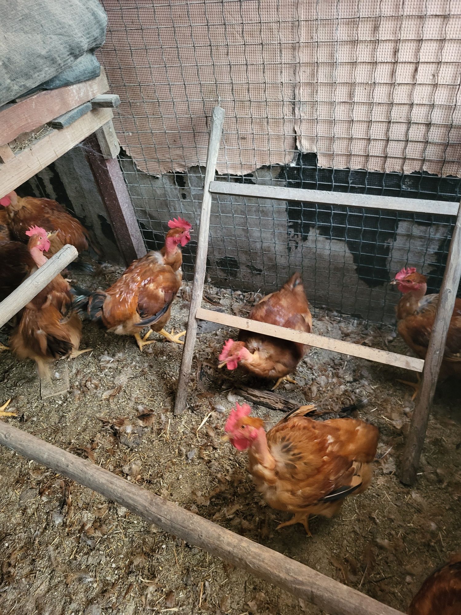 Frangos caseiros