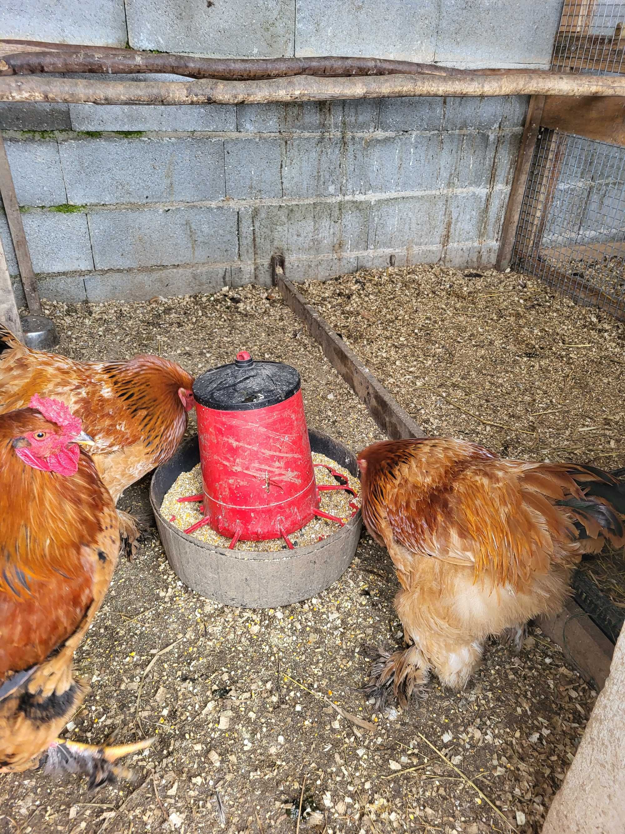 Galinhas e patos de raca e ovos