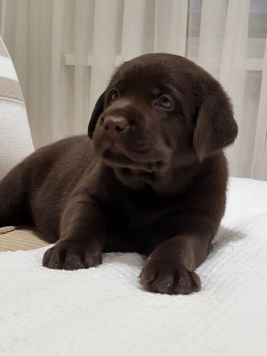 Шоколадные лапули!