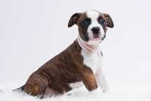 AMSTAFF ZKWP/FCI Szczenieta American Staffordshire Terrier