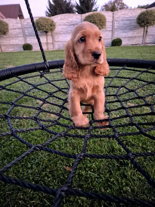 Cocker spaniel suczka