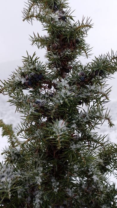 Ягоди ялівцю. Ягоды можжевельника