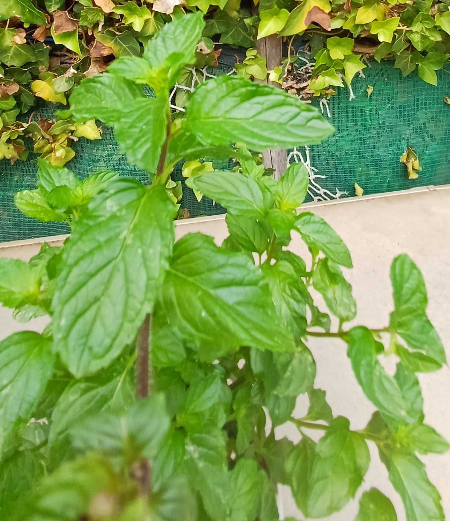 Planta Hortelã Pimenta em Vaso