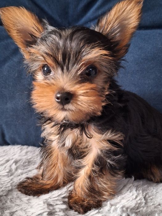 Śliczny york piesek