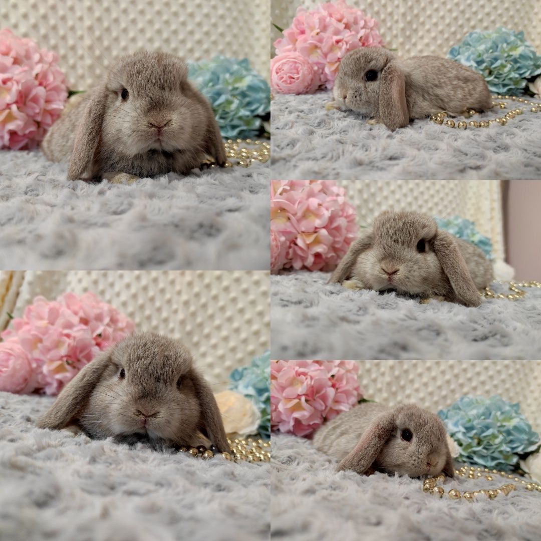 Śliczne Króliczki Mini Lop Czystej Rasy z WYPRAWKĄ I KSIĄŻECZKĄ