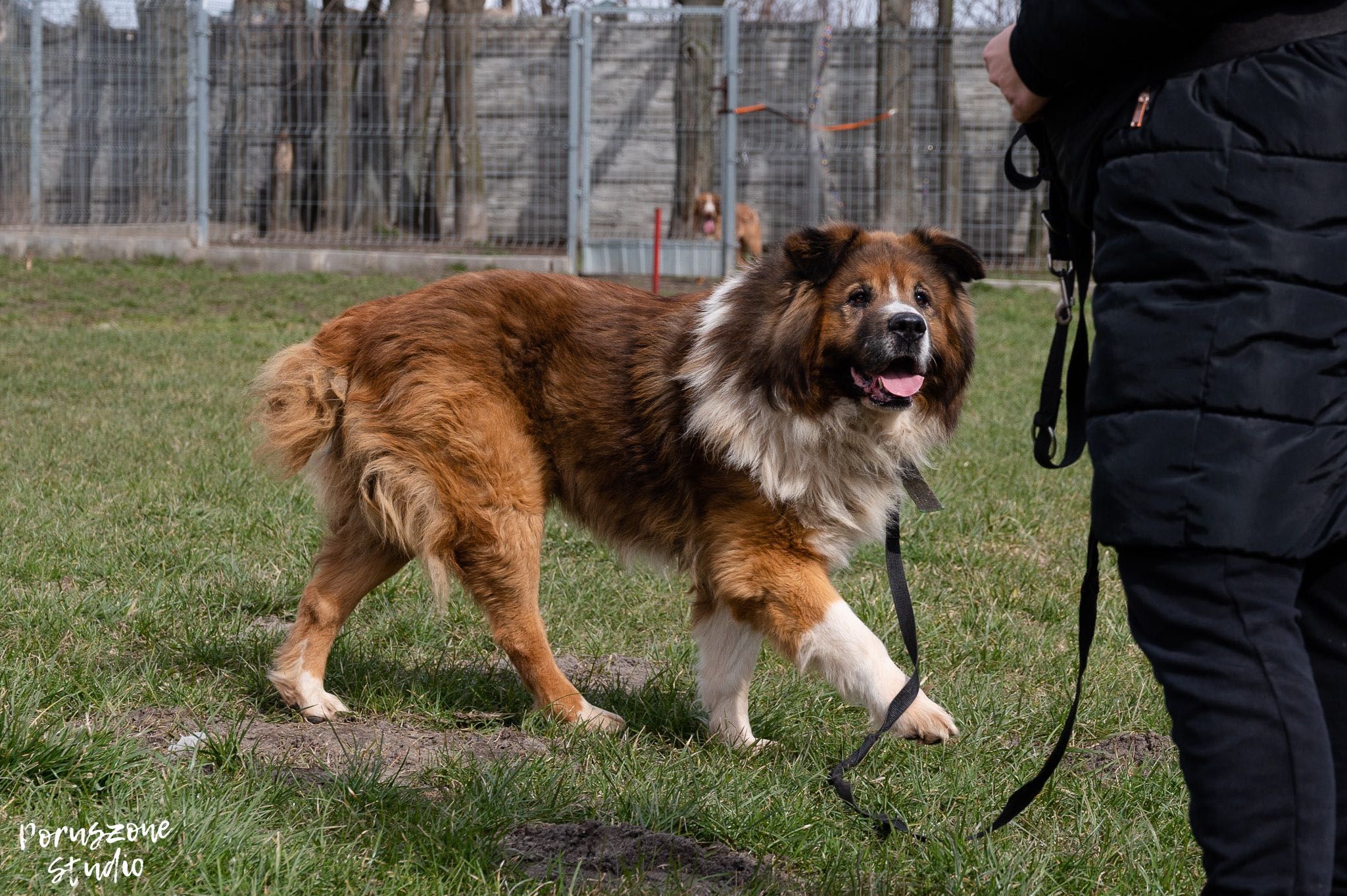 Bodo kaukaz pies duży do adopcji Kalisz Poznań Wrocław