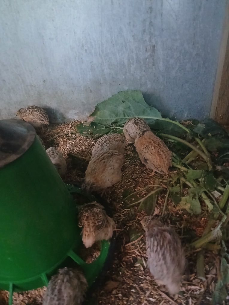 Codornizes para venda