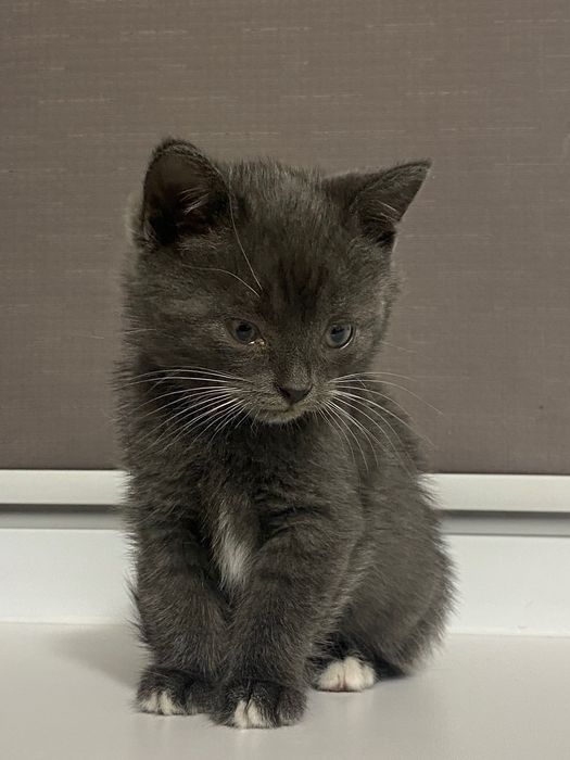 Кошенятко у добрі руки