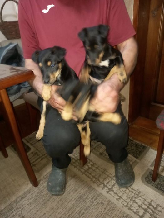 продам цуценята ягтерєра