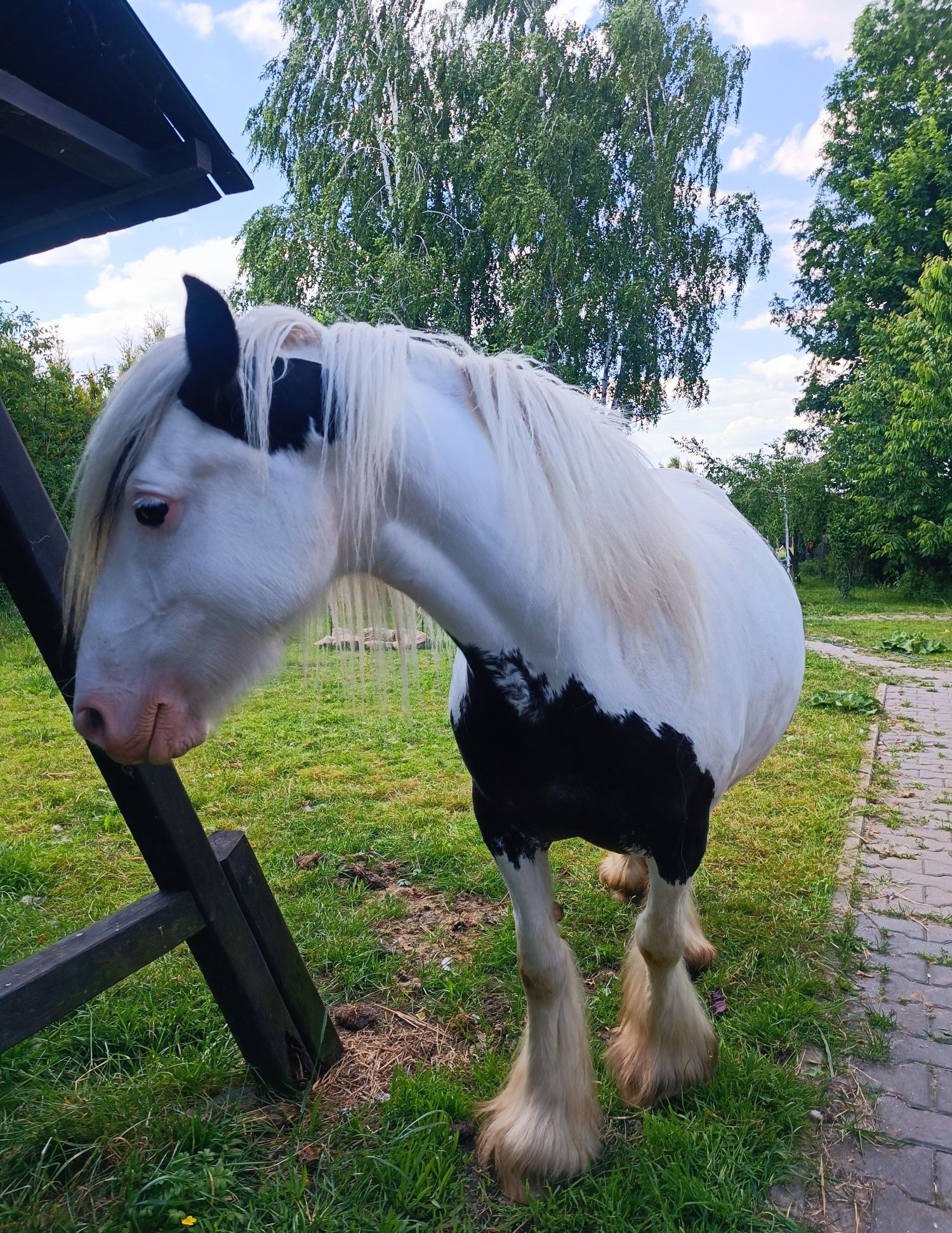 Klacz, 6 lat, w ciąży, Tinker Irish Cob