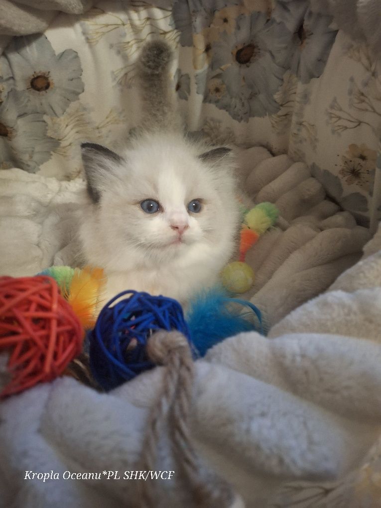 Koteczka Ragdoll rodowód wcf