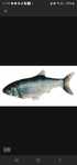 Zabawka interaktywna dla kota Kerbl Jumping Fish