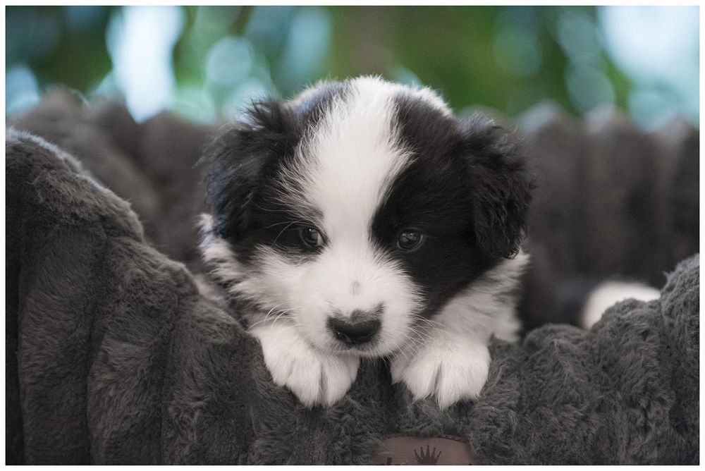 Border Collie ZKwP FCI