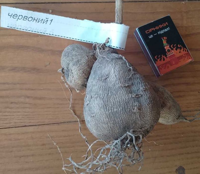 жоржини/георгіни (білі і червоні)