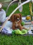 Cavalier King Charles Spaniel