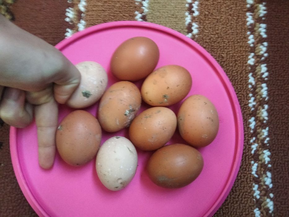 9 Galinhas poedeiras - 90 euros (negociável)