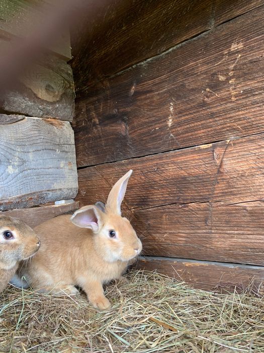 Продам кролів від 1,5 місяців