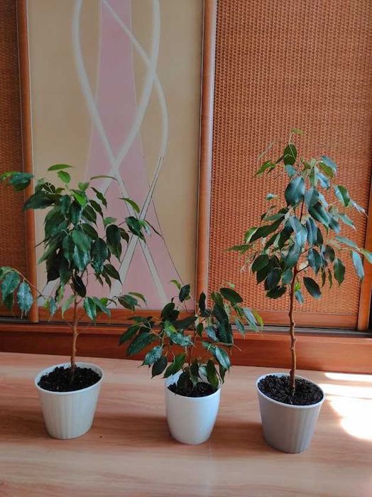 Фикус Даниэль деревце домашнее 76 см