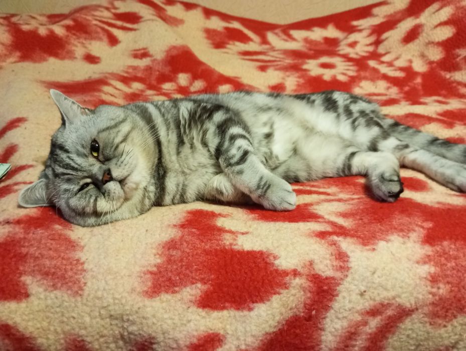 Вязка шотландський кот