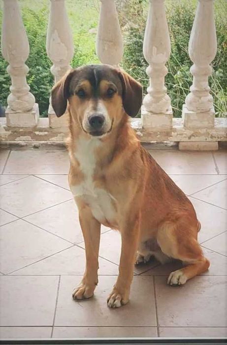 Młody- ok 1,5 roczny  Dolar szuka domu  na zawsze