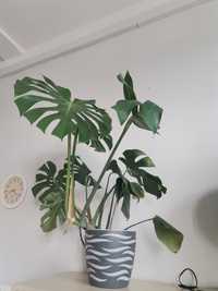 Monstera duża żywa